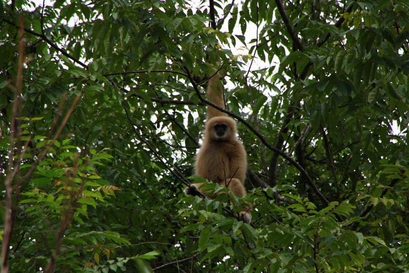 singe