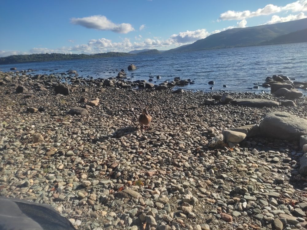 Ma première rencontre sur la West Highland Way