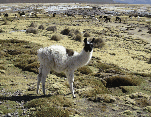 Llama